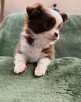 Jenny, a female Chihuahua for sale in Indianapolis, IN – Photo 2 of 8