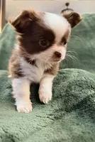 Jenny, a female Chihuahua for sale in Indianapolis, IN – Photo 1 of 8