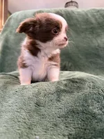 Jenny, a female Chihuahua for sale in Indianapolis, IN – Photo 7 of 8