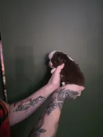 Jenny, a female Chihuahua for sale in Indianapolis, IN – Photo 6 of 8