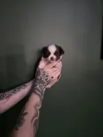 Jenny, a female Chihuahua for sale in Indianapolis, IN – Photo 3 of 8