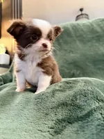 Jenny, a female Chihuahua for sale in Indianapolis, IN – Photo 8 of 8