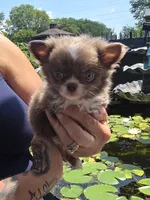 Bluey, a male Chihuahua for sale in Indianapolis, IN – 6 of 9