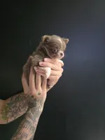 Bingo, a female Chihuahua for sale in Indianapolis, IN – 8 of 8