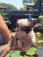 Brownie , a male Chihuahua for sale in Indianapolis, IN – 4 of 9
