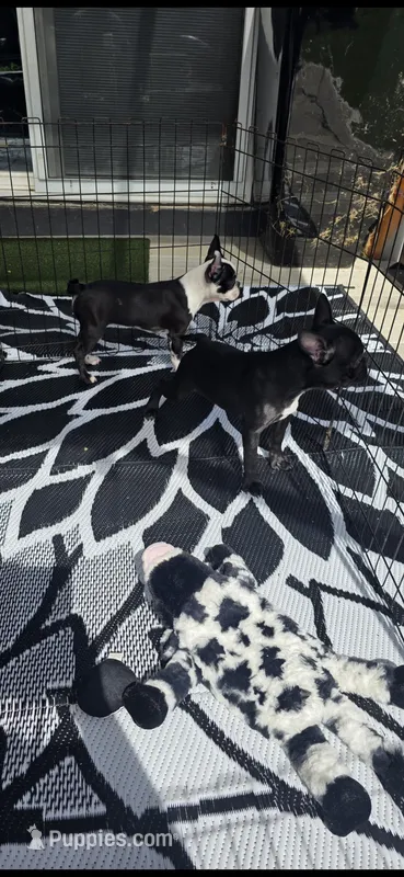 Soot – Frenchton puppy for sale in Indianapolis, IN