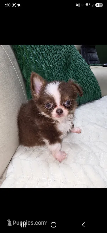 Reese  – Chihuahua puppy for sale in Indianapolis, IN