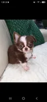 Reese , a male Chihuahua for sale in Indianapolis, IN – 1 of 6