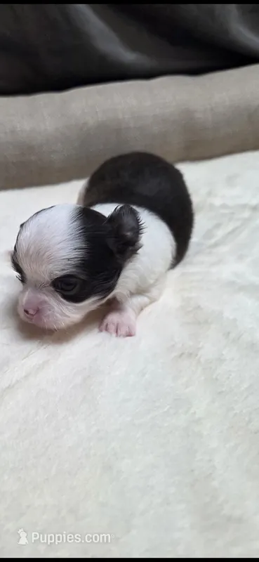 Brownie  – Chihuahua puppy for sale in Indianapolis, IN