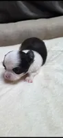 Brownie , a male Chihuahua for sale in Indianapolis, IN – 1 of 6