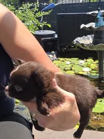 Flower, a female Chihuahua for sale in Indianapolis, IN – 6 of 10