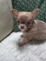 Taffy, a female Chihuahua for sale in Indianapolis, IN – 6 of 6