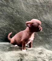 processed/1d36a7ab-ae24-4968-89ab-beb60d12c0dc/listing/1a1b7a00-28ee-4f09-871c-f8e33760177e/620ac905-3412-4060-a535-9691613d49fb