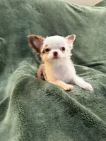 Glitter, a female Chihuahua for sale in Indianapolis, IN – Photo 6 of 9