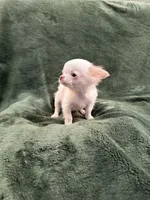 Glitter, a female Chihuahua for sale in Indianapolis, IN – Photo 9 of 9