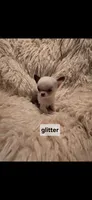 Glitter, a female Chihuahua for sale in Indianapolis, IN – Photo 3 of 9