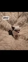 Glitter, a female Chihuahua for sale in Indianapolis, IN – Photo 4 of 9