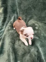 Glitter, a female Chihuahua for sale in Indianapolis, IN – Photo 8 of 9