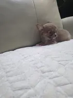Ryder, a male Chihuahua for sale in Indianapolis, IN – 7 of 10