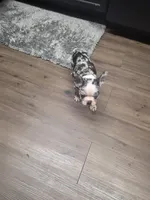 Cinnamon , a female Frenchton for sale in Indianapolis, IN – Photo 10 of 10