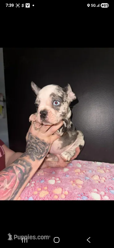 Cinnamon  – Frenchton puppy for sale in Indianapolis, IN