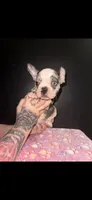 Cinnamon , a female Frenchton for sale in Indianapolis, IN – Photo 4 of 10