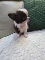 Bear , a male Chihuahua for sale in Indianapolis, IN – 4 of 9