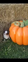 Pumpkin , a male Chihuahua for sale in Indianapolis, IN – 5 of 10
