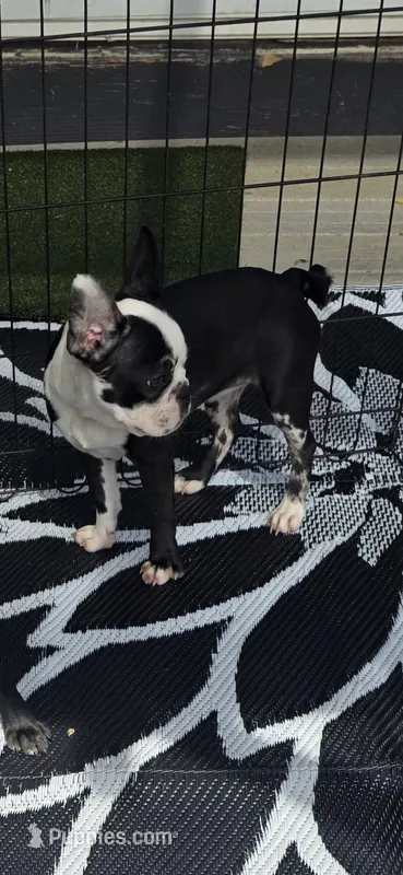 Candy – Frenchton puppy for sale in Indianapolis, IN