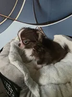 Reese, a male Chihuahua for sale in Indianapolis, IN – 7 of 10