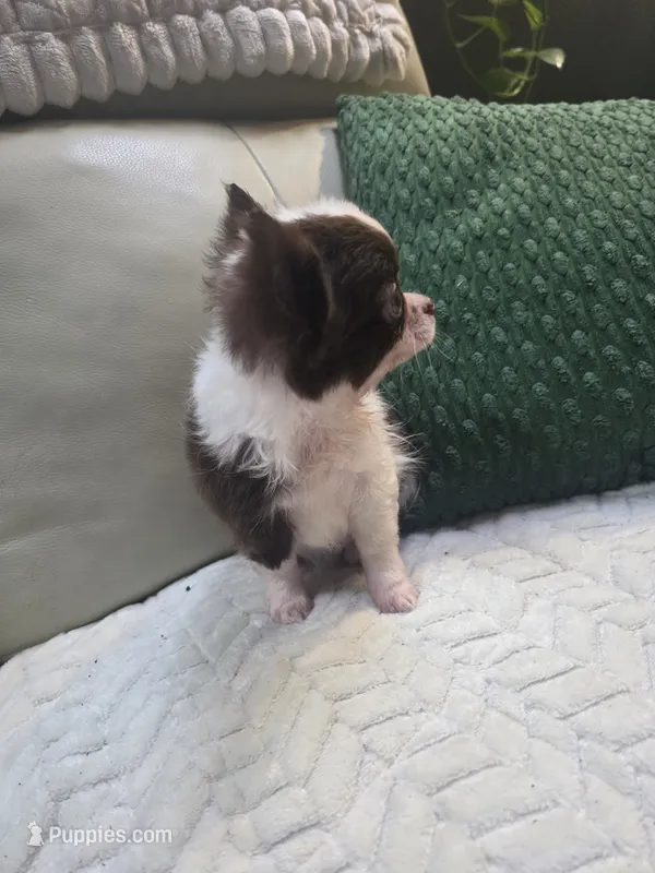Bear  – Chihuahua puppy for sale in Indianapolis, IN