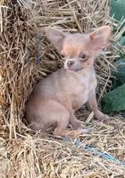 Ghost , a male Chihuahua for sale in Indianapolis, IN – 7 of 7