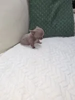 Ivys princess , a female Chihuahua for sale in Indianapolis, IN – 2 of 10