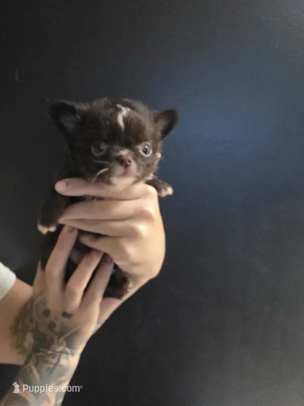 Flower – Chihuahua puppy for sale in Indianapolis, IN