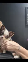 Bear , a male Chihuahua for sale in Indianapolis, IN – 10 of 10