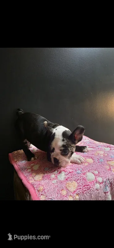 Candy – Frenchton puppy for sale in Indianapolis, IN