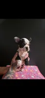 Candy, a female Frenchton for sale in Indianapolis, IN – Photo 9 of 10