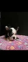 Candy, a female Frenchton for sale in Indianapolis, IN – Photo 3 of 10