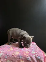 Keys, a female Frenchton for sale in Indianapolis, IN – Photo 8 of 10