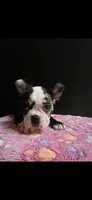 Candy, a female Frenchton for sale in Indianapolis, IN – Photo 2 of 10