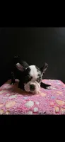 Candy, a female Frenchton for sale in Indianapolis, IN – Photo 6 of 10