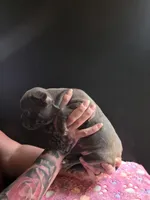 Keys, a female Frenchton for sale in Indianapolis, IN – Photo 9 of 10