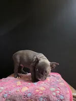 Keys, a female Frenchton for sale in Indianapolis, IN – Photo 10 of 10