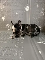 Venus , a female Frenchton for sale in Indianapolis, IN – Photo 6 of 10