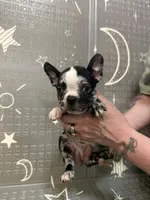 Venus , a female Frenchton for sale in Indianapolis, IN – Photo 4 of 10