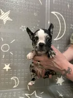 Venus , a female Frenchton for sale in Indianapolis, IN – Photo 2 of 10