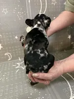 Venus , a female Frenchton for sale in Indianapolis, IN – Photo 7 of 10