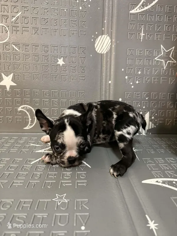 Venus  – Frenchton puppy for sale in Indianapolis, IN
