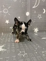 Venus , a female Frenchton for sale in Indianapolis, IN – Photo 10 of 10