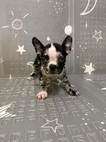 Venus , a female Frenchton for sale in Indianapolis, IN – Photo 9 of 10